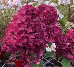 Фото Гортензія волотиста Фрембоісін Ренсам. (Hydrangea paniculata Framboisine Rensam) С3