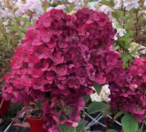 Гортензія волотиста Фрембоісін Ренсам. (Hydrangea paniculata Framboisine Rensam) С3 Фото Гортензія волотиста Фрембоісін Ренсам. (Hydrangea paniculata Framboisine Rensam) С3