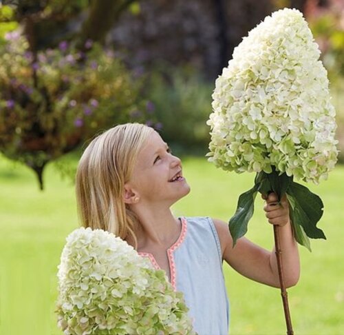 Фото Гортензия  метельчатая Геркулес. (Hydrangea paniculata Hercules) Р9