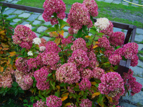 Гортензия метельчатая Бомбшелл. (Hydrangea paniculata Bombshell) Р9 Фото Гортензия метельчатая Бомбшелл. (Hydrangea paniculata Bombshell) Р9