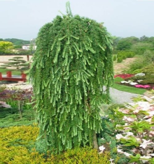 Модрина японська Стіф Віпер. (Larix kaempferi Stiff Weeper) ШТАМБ 160-180 Фото Модрина японська Стіф Віпер. (Larix kaempferi Stiff Weeper) ШТАМБ 160-180