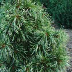 Сосна корейская/кедровая Джек Корбит. (Pinus koraiensis Jack Corbit) С35 Фото Сосна корейская/кедровая Джек Корбит. (Pinus koraiensis Jack Corbit) С35