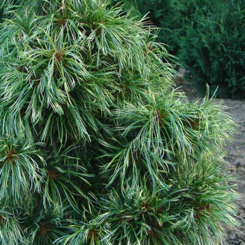 Сосна корейская/кедровая Джек Корбит. (Pinus koraiensis Jack Corbit) С35 Фото Сосна корейская/кедровая Джек Корбит. (Pinus koraiensis Jack Corbit) С35