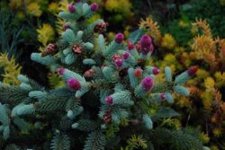 Фото Ель колючая Герман Нау. (Picea pungens Hermann Naue) С20, Штамб 