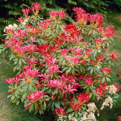 Пієріс японський Форест Флейм. (Pieris japonica Forest Flame) Фото Пієріс японський Форест Флейм. (Pieris japonica Forest Flame)