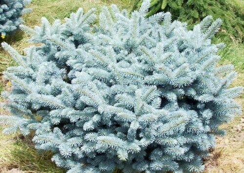Фото Ялина колюча Глаука Глобоза. (Picea pungens Glauca Globosa) С10