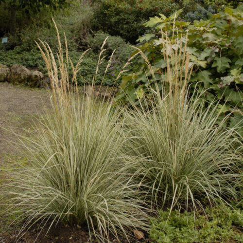 Фото Війник гостроквітковий Овердам. (Calamagrostis acutiflora Overdam) С2