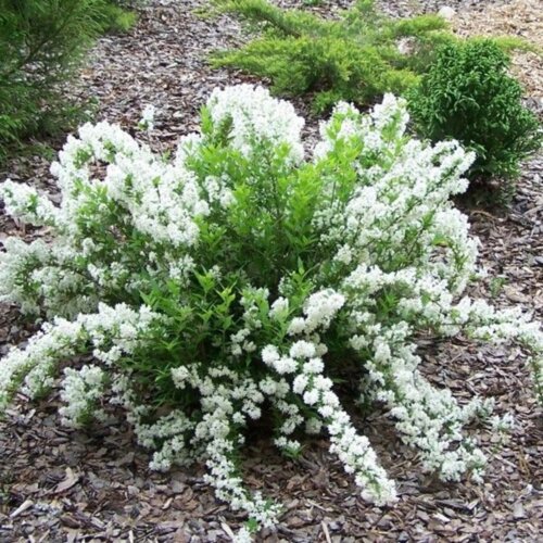 Дейція витончена Нікко. (Deutzia gracilis Nikko) С3 Фото Дейція витончена Нікко. (Deutzia gracilis Nikko) С3