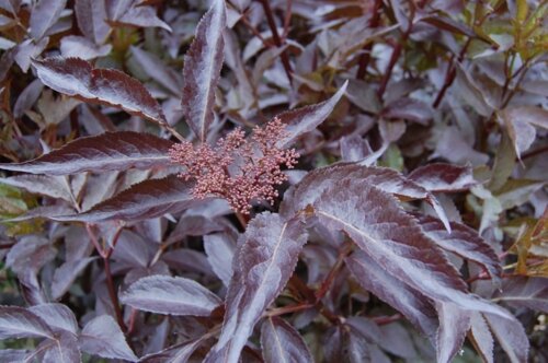 Бузина черная Блэк Бьюти. (Sambucus nigra Black Beauty) С10 Фото Бузина черная Блэк Бьюти. (Sambucus nigra Black Beauty) С10
