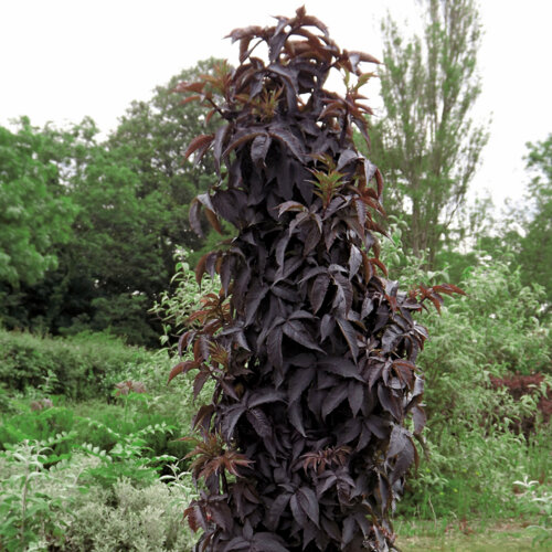 Бузина черная Блэк Тауэр. (Sambucus nigra Black Tower) С10 Фото Бузина черная Блэк Тауэр. (Sambucus nigra Black Tower) С10