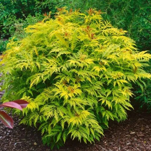 Бузина черная Голден Тауэр. (Sambucus nigra Golden Tower) С10 Фото Бузина черная Голден Тауэр. (Sambucus nigra Golden Tower) С10