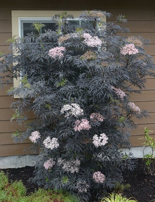 Бузина черная Блэк Лэйс. (Sambucus nigra Black Lace) С5 Фото Бузина черная Блэк Лэйс. (Sambucus nigra Black Lace) С5
