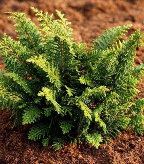 Кипарисовик туполистий Ділатуш. (Chamaecyparis obtusa Dilatush) C5 Фото Кипарисовик туполистий Ділатуш. (Chamaecyparis obtusa Dilatush) C5