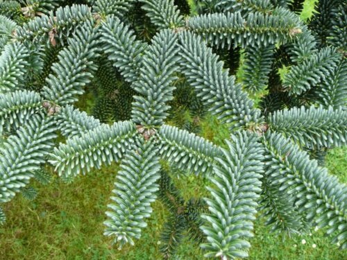 Ялиця іспанська Буас. (Abies pinsapo Boiss) С20 Фото Ялиця іспанська Буас. (Abies pinsapo Boiss) С20