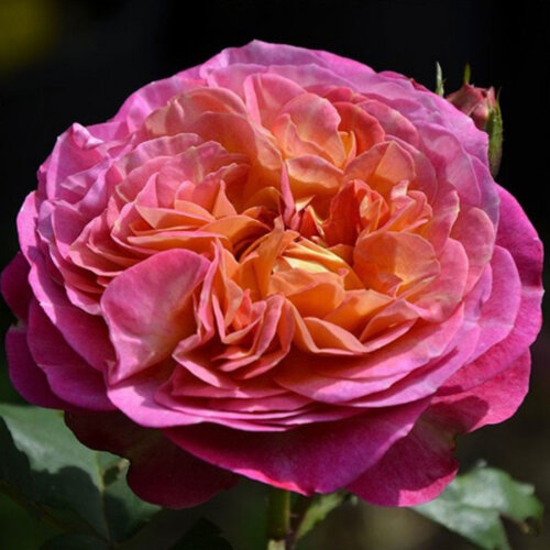 Фото Роза Сантенер де Лей ле Роз. (Centenaire de l'Ha translate-les-roses) Шраб