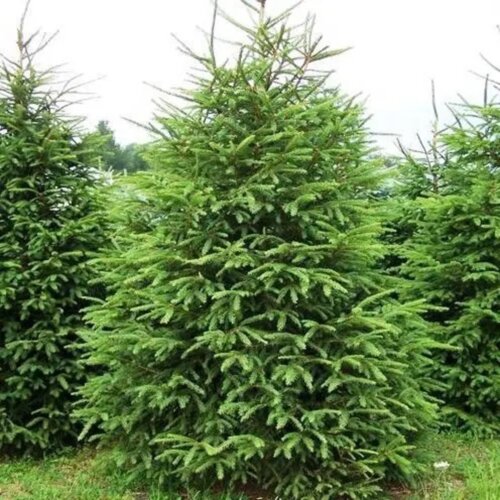 Фото Ель обыкновенная или европейская. (Picea abies) С2