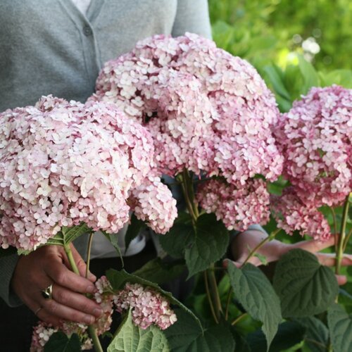 Гортензія деревоподібна Кендібелле Лоліпоп/Баблгам. (Hydrangea arborescens Candybelle/Bubblegum) Р9 Фото Гортензія деревоподібна Кендібелле Лоліпоп/Баблгам. (Hydrangea arborescens Candybelle/Bubblegum) Р9
