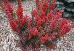 Фото Барбарис Тунберга Флоренс. (Berberis thunbergii Florence) С3