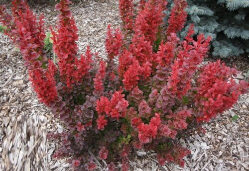 Фото Барбарис Тунберга Флоренс. (Berberis thunbergii Florence) С3