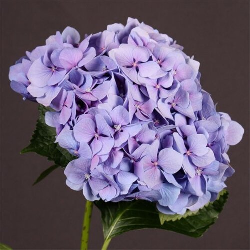Гортензия крупнолистная Синдарелла. (Hydrangea macrophylla Sindarella) С3 Фото Гортензия крупнолистная Синдарелла. (Hydrangea macrophylla Sindarella) С3