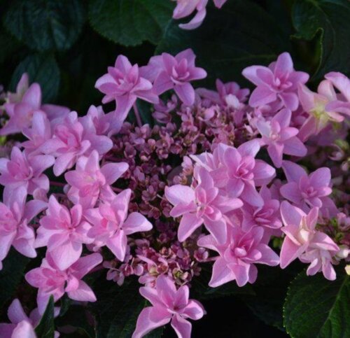 Гортензия крупнолистная Доппио Роза. (Hydrangea macrophylla Doppio Rosa) С2 Фото Гортензия крупнолистная Доппио Роза. (Hydrangea macrophylla Doppio Rosa) С2