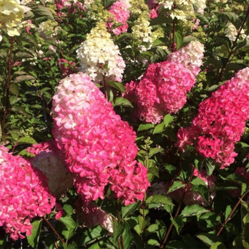 Фото Гортензія волотиста Фрайз Мельба. (Hydrangea paniculata Fraise Melba) С3