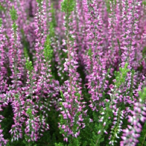Вереск обыкновенный Лизбет. (Calluna vulgaris Garden girls® Lisbeth) Фото Вереск обыкновенный Лизбет. (Calluna vulgaris Garden girls® Lisbeth)