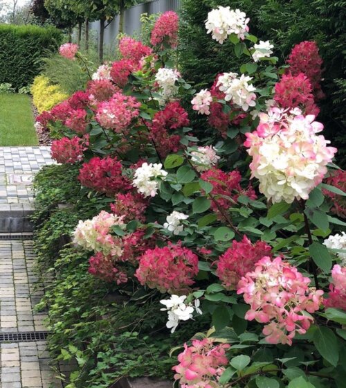 Гортензия метельчатая Даймонд Руж. (Hydrangea paniculata Diamand Rouge) С3 Фото Гортензия метельчатая Даймонд Руж. (Hydrangea paniculata Diamand Rouge) С3