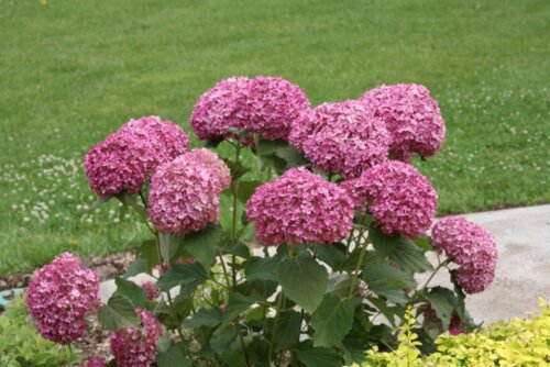 Гортензия древовидная Пинк Анабель. (Hydrangee arborescens Pink Annabelle) Р9 Фото Гортензия древовидная Пинк Анабель. (Hydrangee arborescens Pink Annabelle) Р9