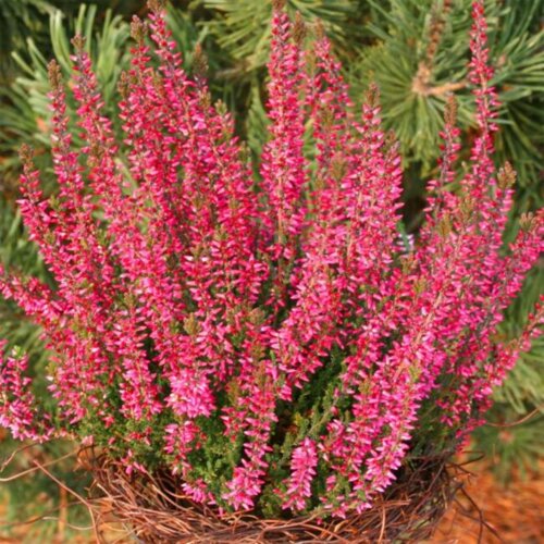 Фото Вереск обыкновенный Атен. (Calluna vulgaris Athene)