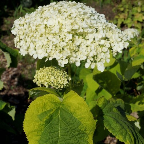 Фото Гортензия древовидная Голден Анабель. (Hydrangee arborescens Golden Annabel) С3