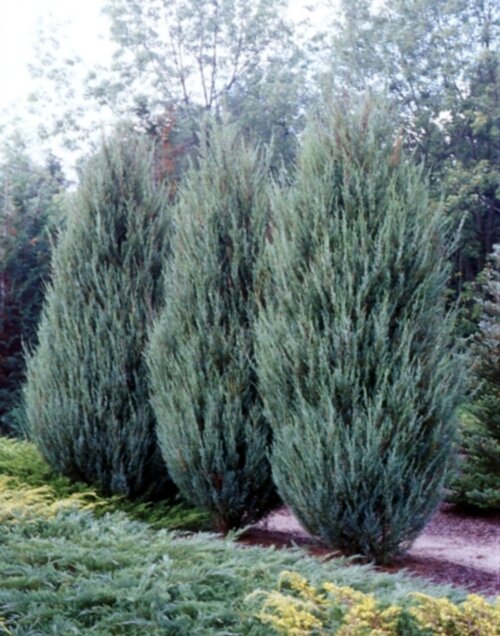 Фото Можжевельник скальный Блю Эрроу. (Juniperus scopulorum Blue Arrow) С10