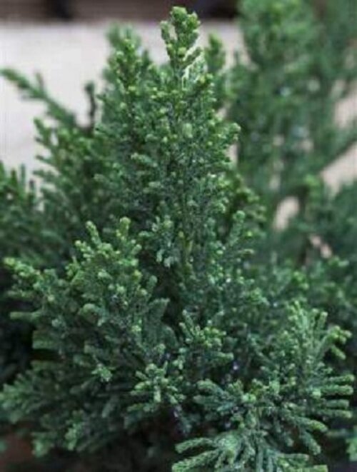 Кипарисовик тупий Драс. (Chamaecyparis obtusa Drath) С3 Фото Кипарисовик тупий Драс. (Chamaecyparis obtusa Drath) С3