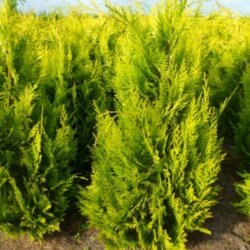 Фото Кіпарисовик Лавсона Івонне. (Chamaecyparis Lawsoniana Ivonne) Р9