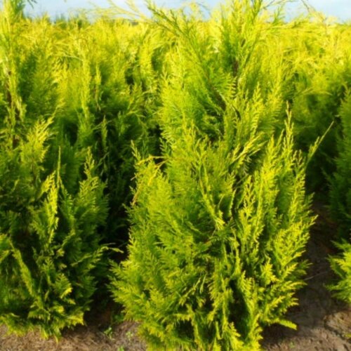 Фото Кіпарисовик Лавсона Івонне. (Chamaecyparis Lawsoniana Ivonne) Р9