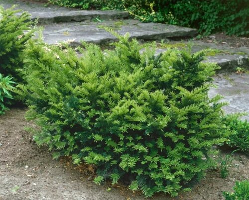 Тис средний Фармен. (Taxus media Farmen) С3 Фото Тис средний Фармен. (Taxus media Farmen) С3