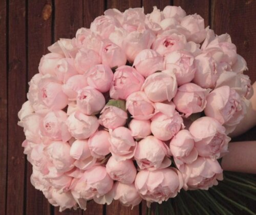 Фото Троянда Піоні Пінк. (Peony Pink) Ч/Г 