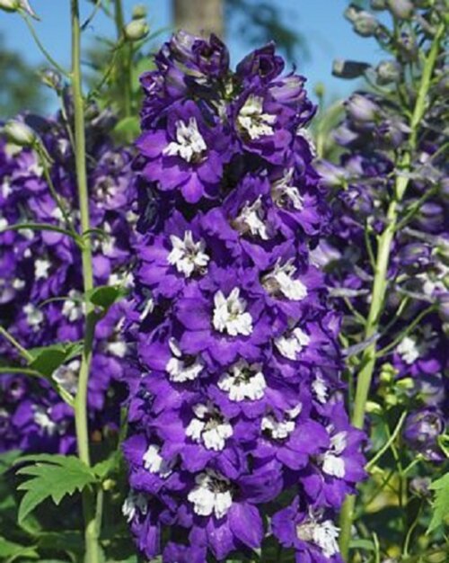 Фото Дельфініум Магічний фонтан темно синій з білим вічком. (Delphinium Magic Fountains Dark Blue/White Bee) С1,5