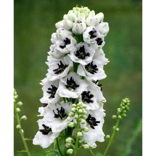 Дельфініум Магічний Фонтан Білий з темним вічком. (Delphinium Magic Fountains White With Eye) С1,5 Фото Дельфініум Магічний Фонтан Білий з темним вічком. (Delphinium Magic Fountains White With Eye) С1,5