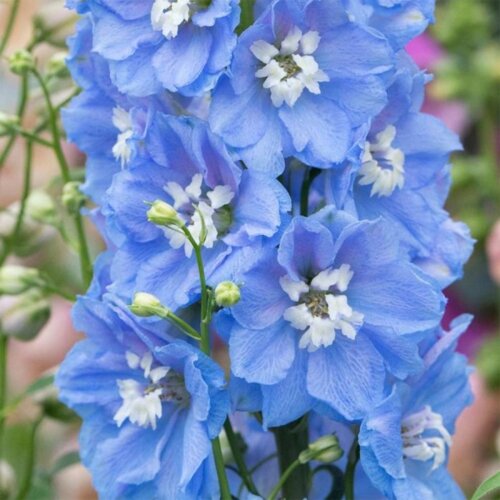 Фото Дельфініум Магічний фонтан Скай Блу. (Delphinium elatum Magic Fountains Sky Blue with White Bee) С1,5