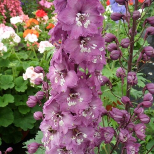 Фото Дельфініум Магічний фонтан Лілак Пінк з біілим вічком. (Delphinium Magic Fountains Lilac Pink White Bee) С1,5