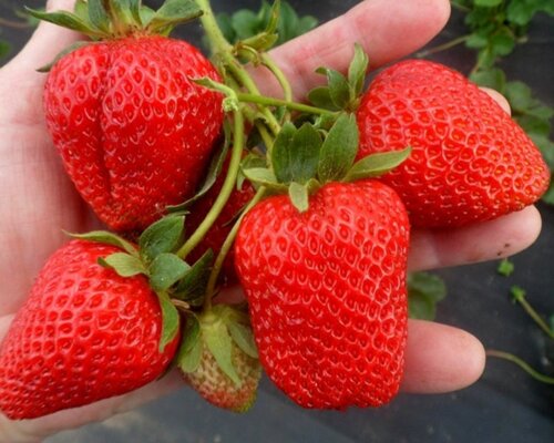 Фото Полуниця Сан Андреас. (Strawberry San Andreas) в стаканчику