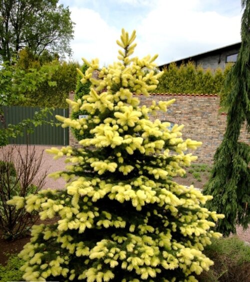 Фото Ялина колюча Майголд. (Picea pungens Maigold) С15