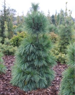 Фото Сосна Шверина Витхорст. (Pinus schwerinii Wiethorst) С15