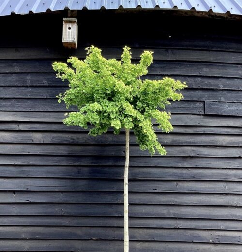 Гінкго білоба Пендула. (Ginkgo biloba Pendula Ра) ШТАМБ 100-110см Фото Гінкго білоба Пендула. (Ginkgo biloba Pendula Ра) ШТАМБ 100-110см