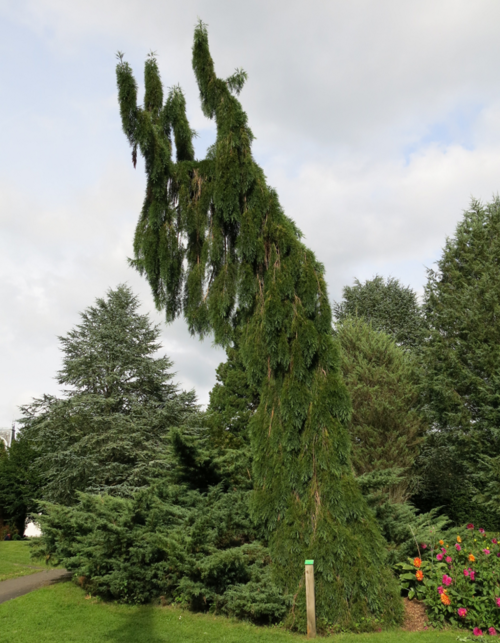 Кіпарисовик нутканський Пендула. (Chamaecyparis nootkatensis Pendula) С7,5 Фото Кіпарисовик нутканський Пендула. (Chamaecyparis nootkatensis Pendula) С7,5