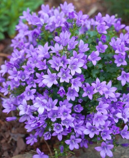 Фото Колокольчик Портеншлага. (Campanula portenschlagiana)
