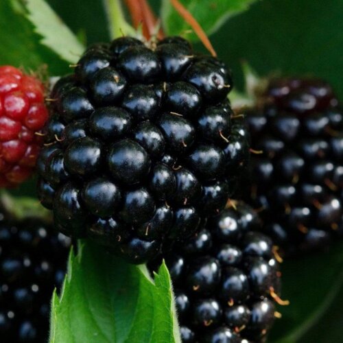 Ежевика Блэк Мэджик. (Blackberry Black Magic) С1 Фото Ежевика Блэк Мэджик. (Blackberry Black Magic) С1