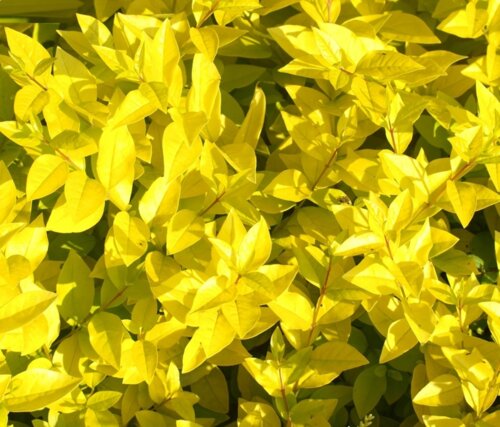 Фото Бирючина гибридная Викарий. (Ligustrum Vicaryi) С5