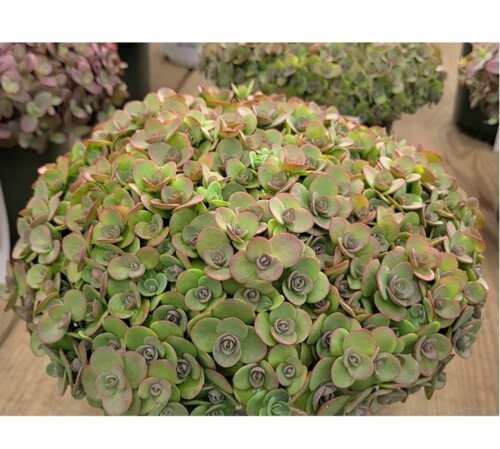 Седум/Очиток Лайм Зингер. (Sedum Lime Zinger) Р9 Фото Седум/Очиток Лайм Зингер. (Sedum Lime Zinger) Р9